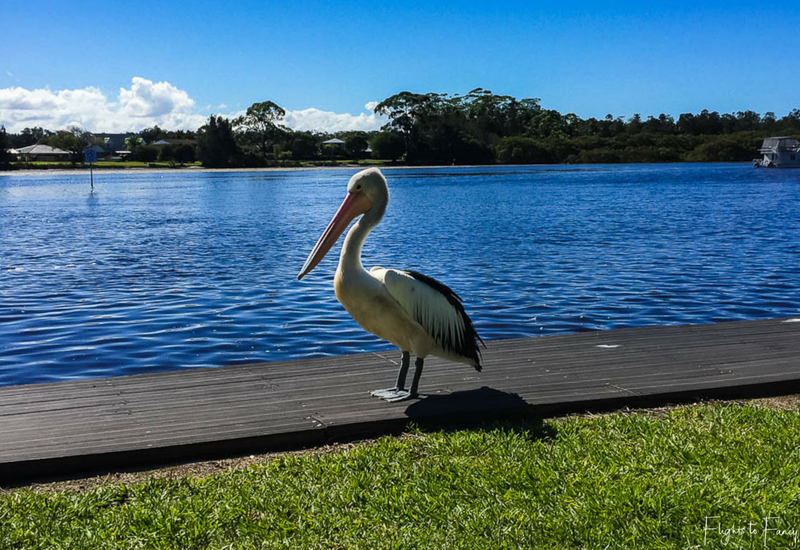 Pelican at Great Lakes Forster Caravan Park