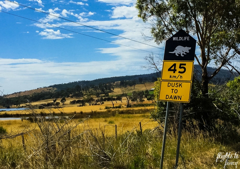 Flights To Fancy: Tasmanian Road Trip - Tasmanian Devil Sign