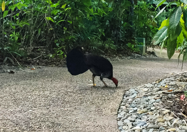 Flights To Fancy: Silky Oaks Lodge Mossman Queensland - Bush Turkey