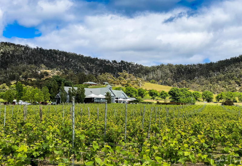 Best Wineries Tasmania_ Frogmore Creek Winery Vines